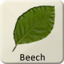Celtic Tree - Beech