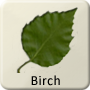 Celtic Tree - Birch