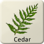 Celtic Tree - Cedar