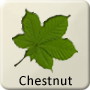 Celtic Tree - Chestnut