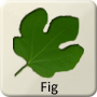 Celtic Tree - Fig