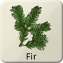 Celtic Tree - Fir