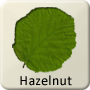 Celtic Tree - Hazelnut
