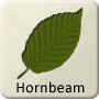 Celtic Tree - Hornbeam