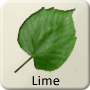 Celtic Tree - Lime