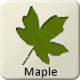 Celtic Tree - Maple