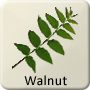 Celtic Tree - Walnut