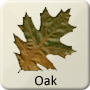 Celtic Tree - Oak